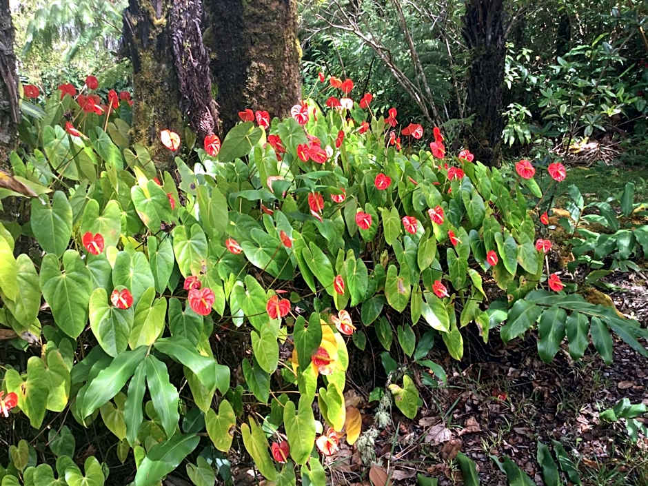 Hale 'Ohu Bed & Breakfast