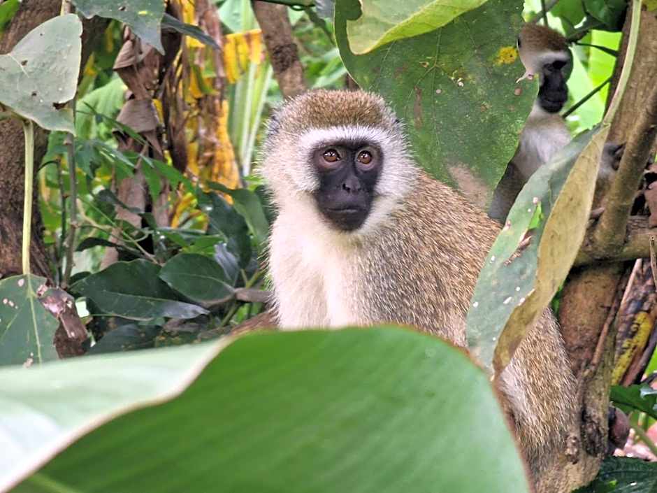 Tanzania Safari Lodge