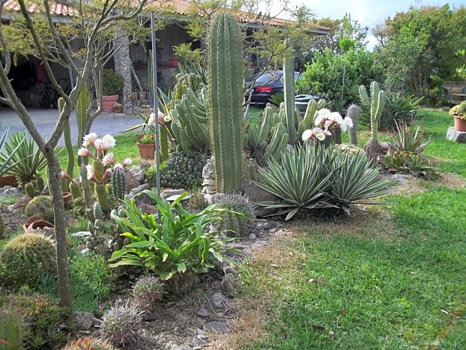 Il Vecchioliveto di Ornella