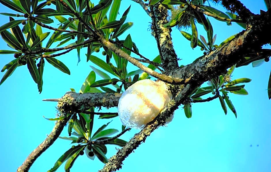 Graceland Eco Retreat