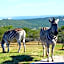 JBay Zebra Lodge