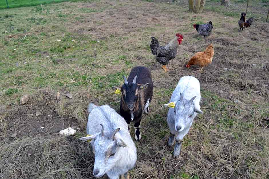 Ferme "les Flaquettes"