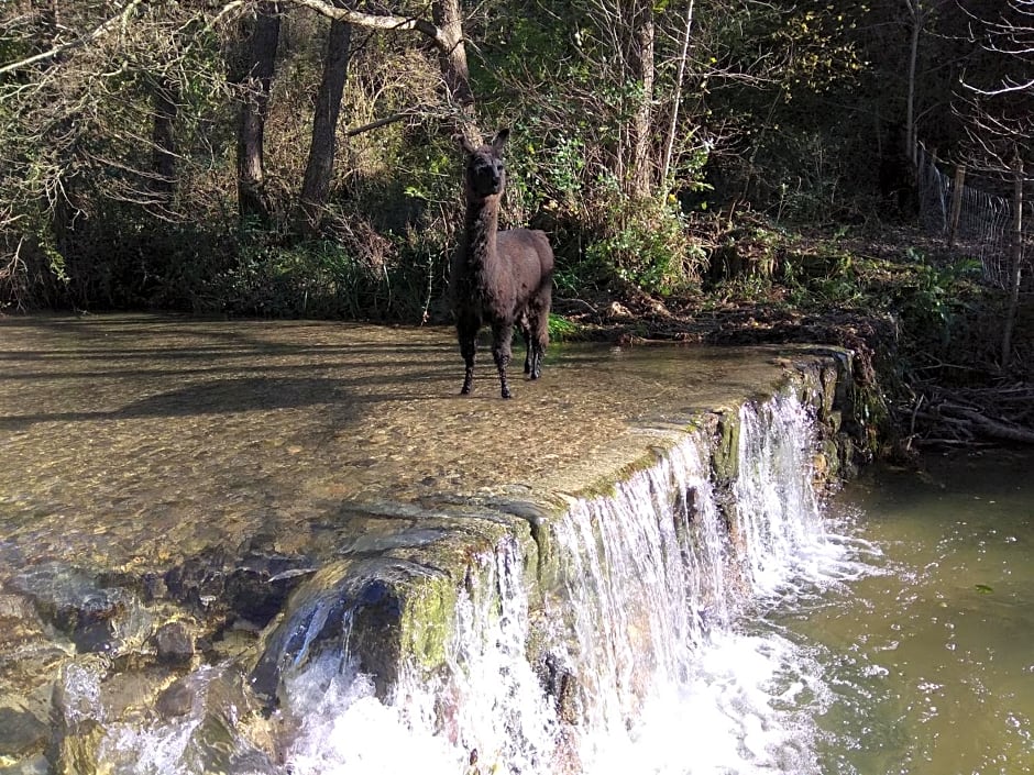 Chambre Cévennes: Piscine, lamas, rivière