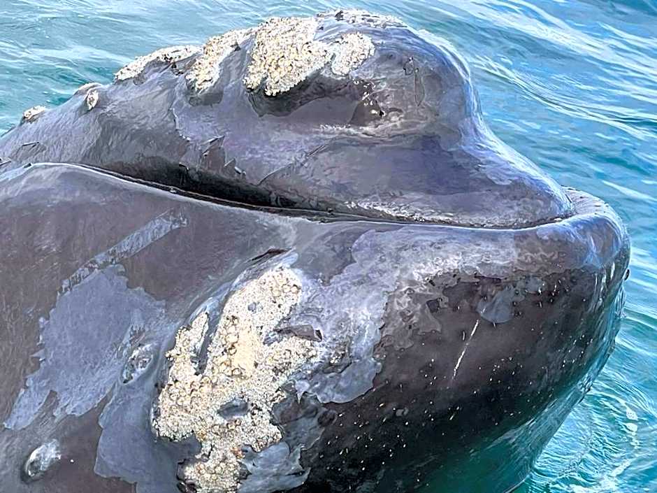 Whale and Gin Spotter