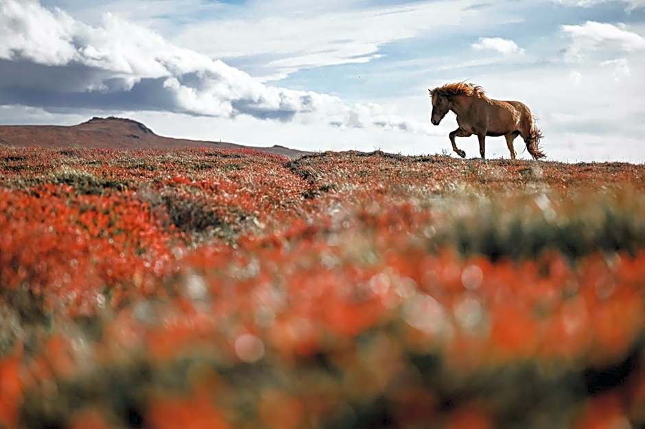 Hótel Hvítserkur