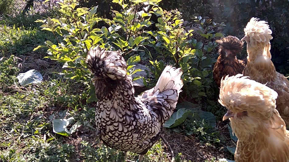 B&B Il Suono del Bosco