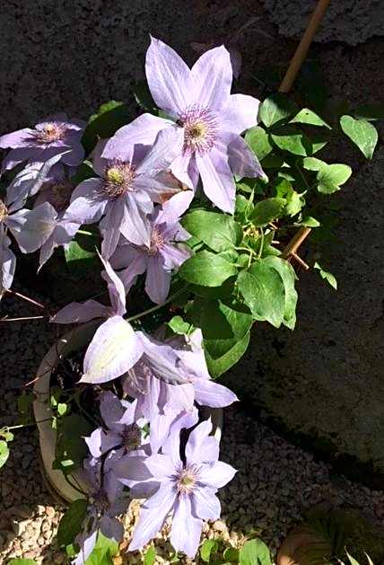 Relais Villa Fiorelli