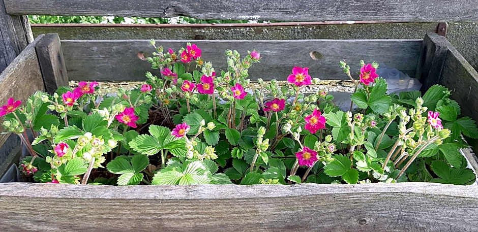 Björkängs Vandrarhem