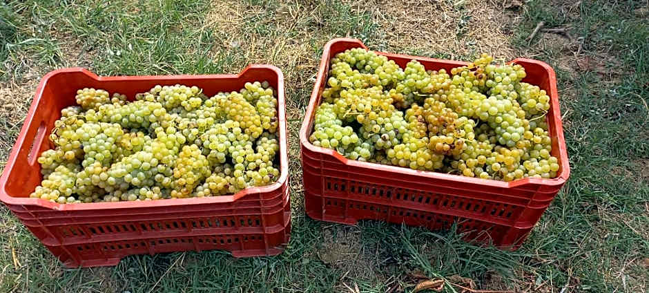 1929 Wine Food Relax Agriturismo