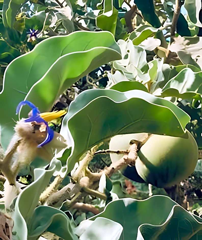 Studio BSB Nova Capital.