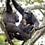 Chimpanzee Lodge