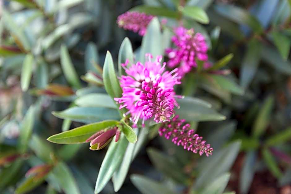 Grand Manor Motor Inn