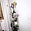 Orchidea