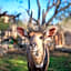 Foxy Crocodile Bush Lodge & Kruger Safaris