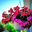 Lee's Ocean Peek B & B