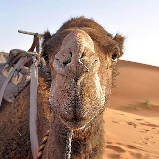 Camp Sahara Majestic