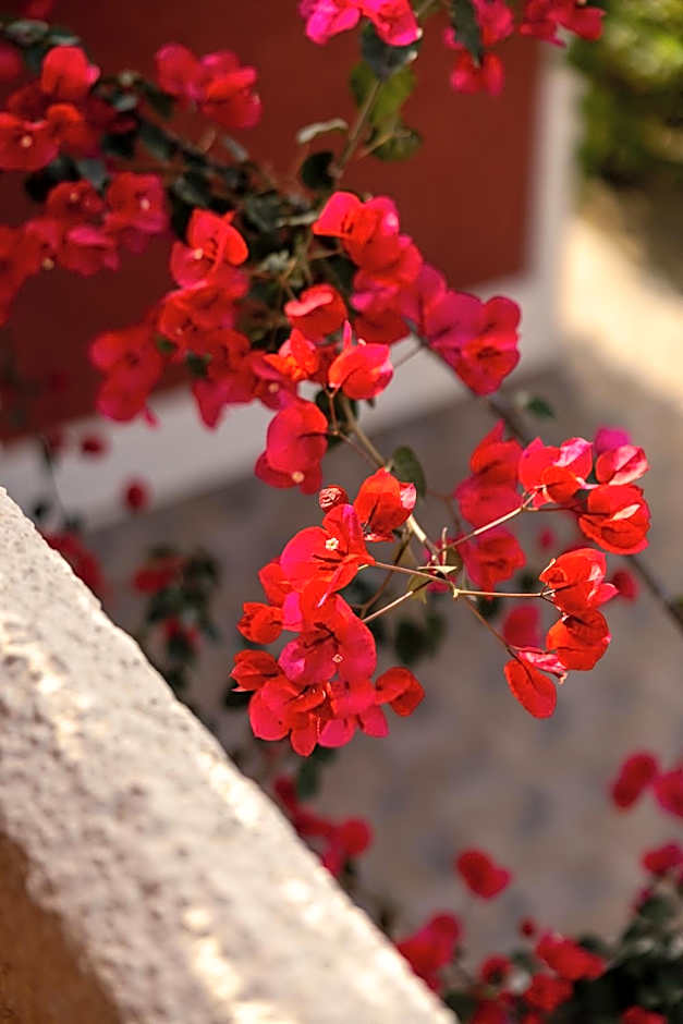 Villehardouin Farm Estate, Studios & Apartments, Minia, Kefalonia