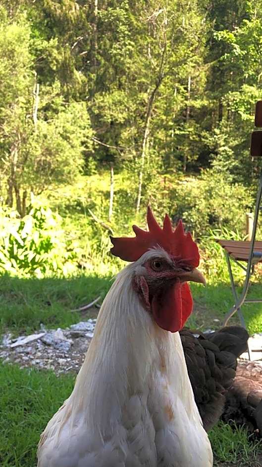 Nagelfluhhaus Hirsch