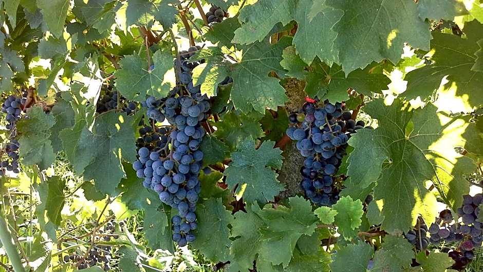 Agriturismo Le Giarine