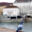 Merian am Rhein