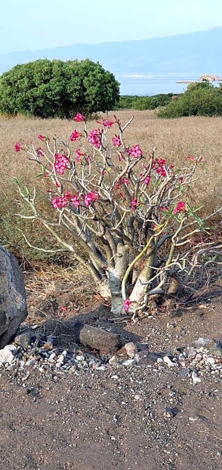 Africa Safari Serengeti Ikoma