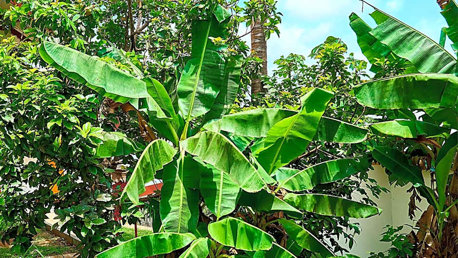 The Originals City, Hôtel Belova, Cayenne Sud