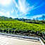 Villa Tea Fields - Free Breakfast, Near Lake Gregory