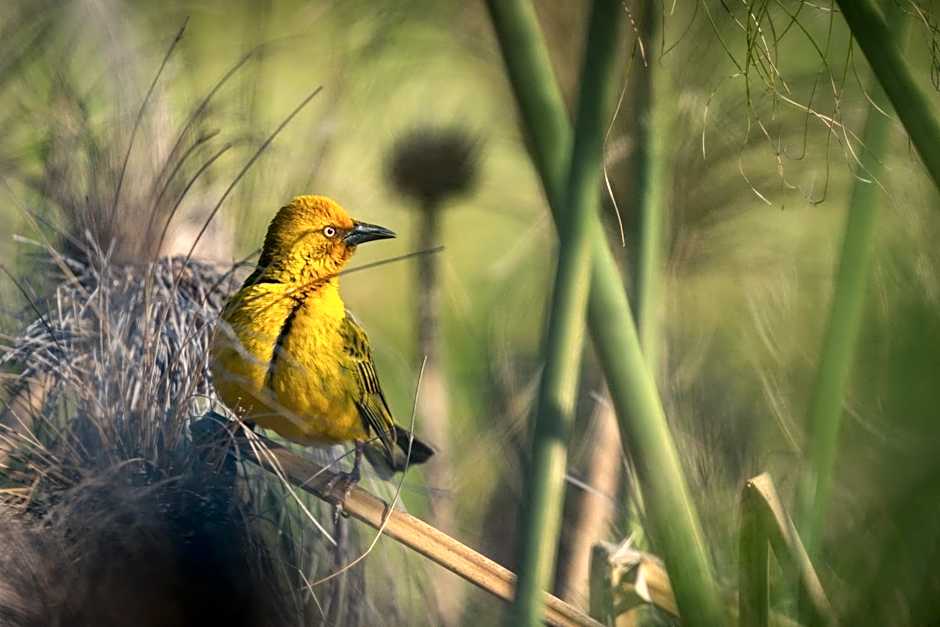 Devonvale Golf & Wine Estate