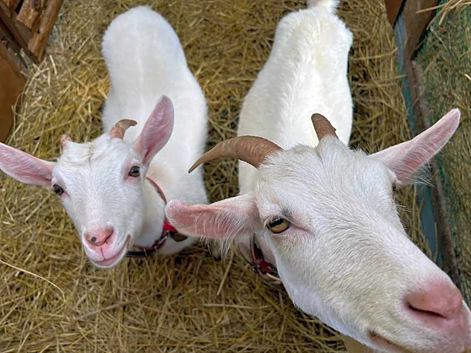 リラシャンティRelashanti