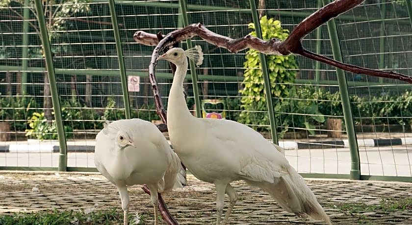 Panbil Residence Serviced Apartment