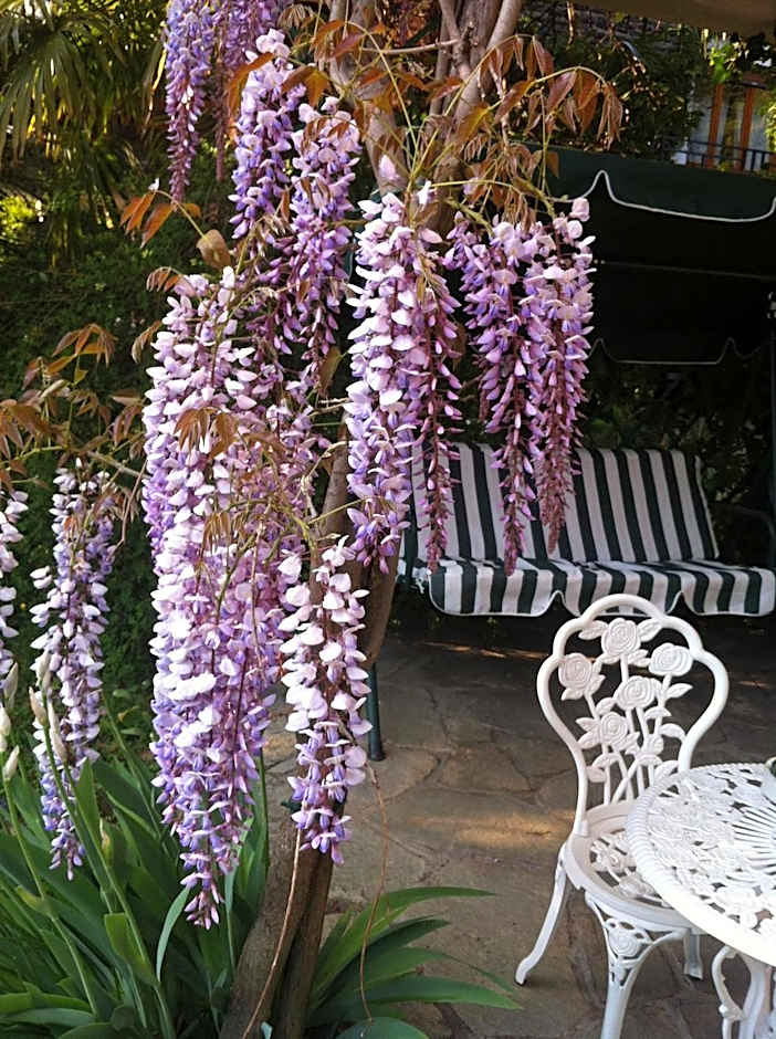 B&B Le Ortensie -Lago di Como