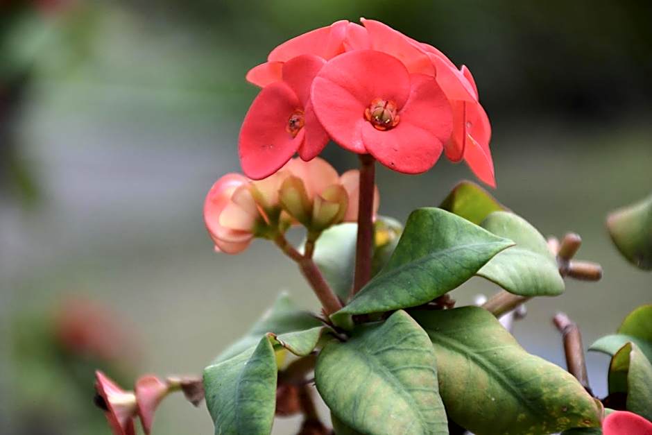 Tigraviers Bed & Breakfast