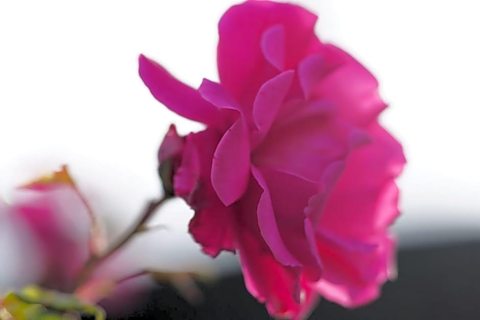 Hotell Turistgården i Simrishamn