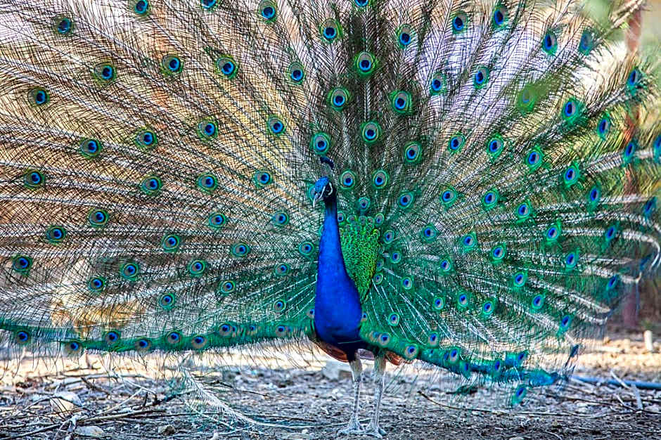 Il Gallo Con Gli Stivali