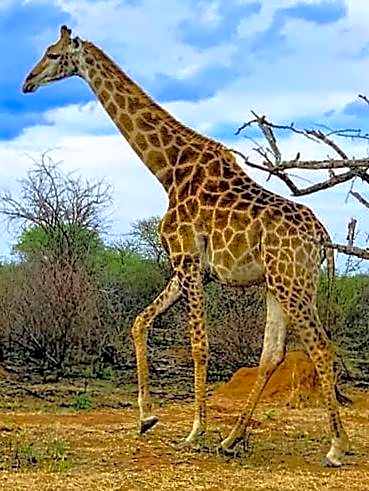 Makhato Bush Lodge 86