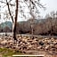 Sequoia River Front Cabins