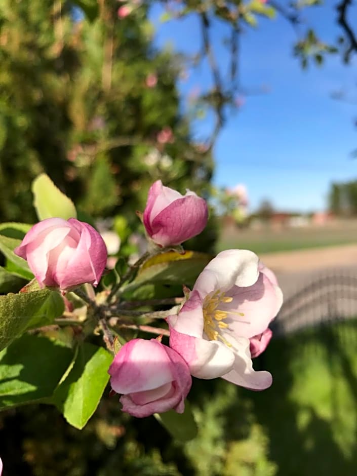 Domki letniskowe u Marty