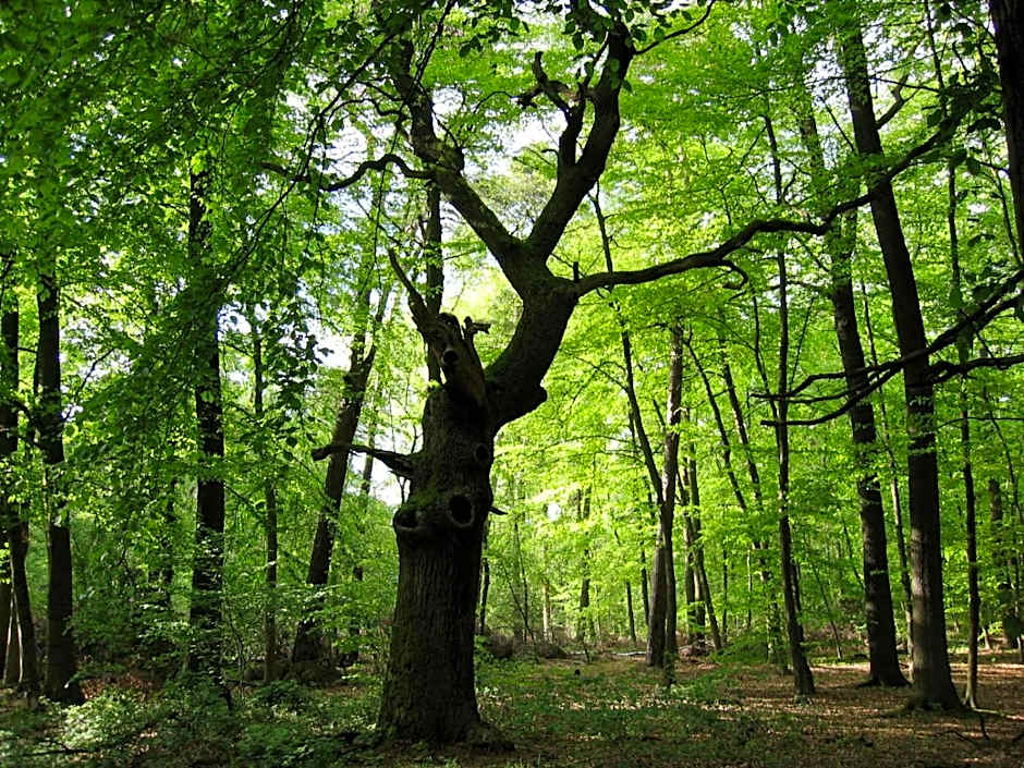 Hotel Restaurant Clemens-August