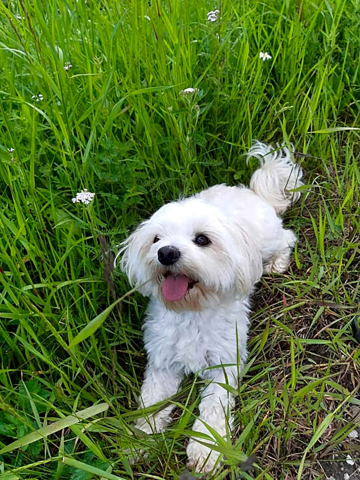 Bed & Breakfast Dolomiti Bey Haus Pinter