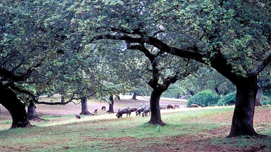 Molino Rio Alajar