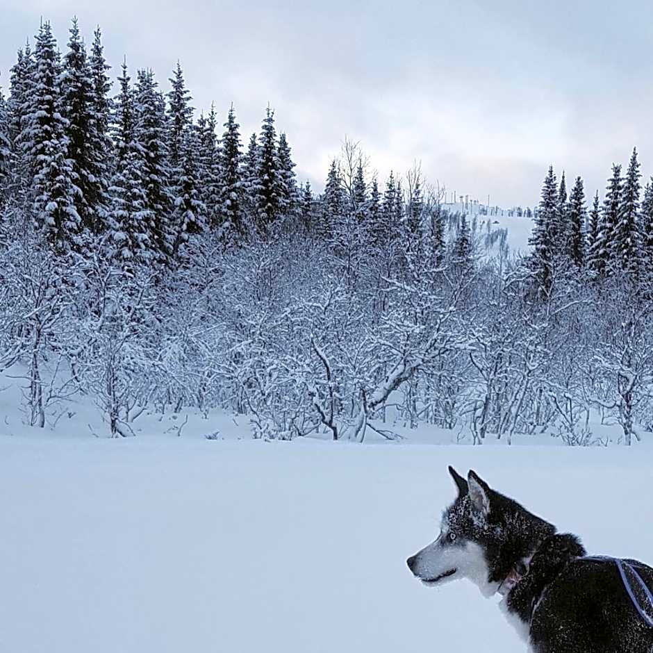Vestvatn - Arctic Cabins