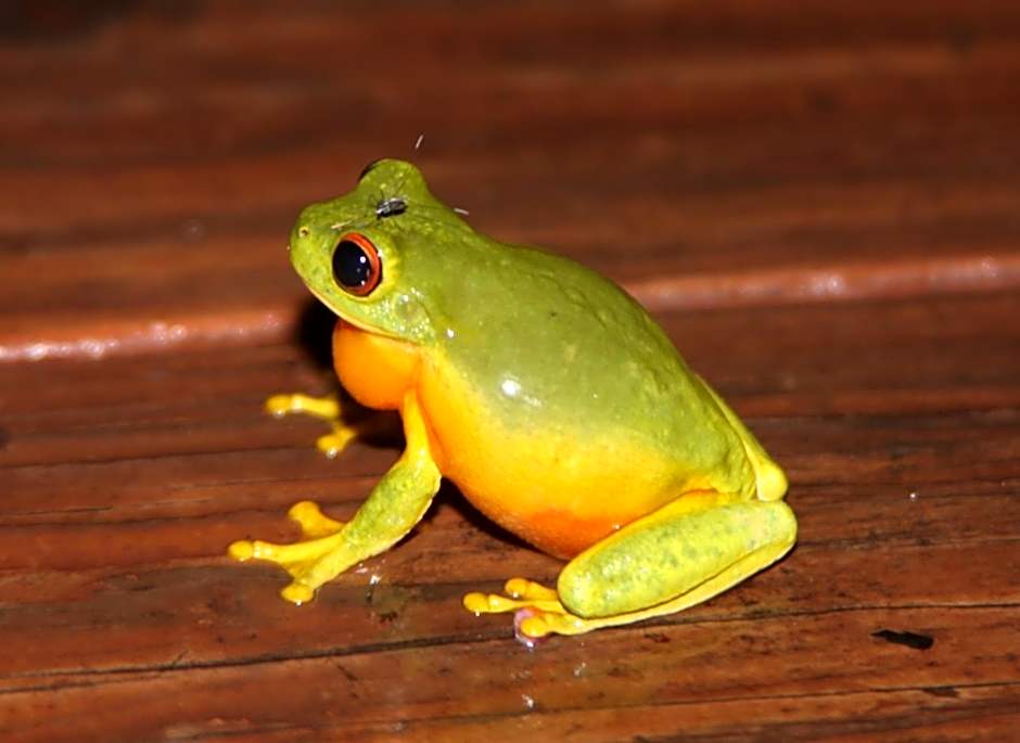 Kuranda Ngorongoro Lodge