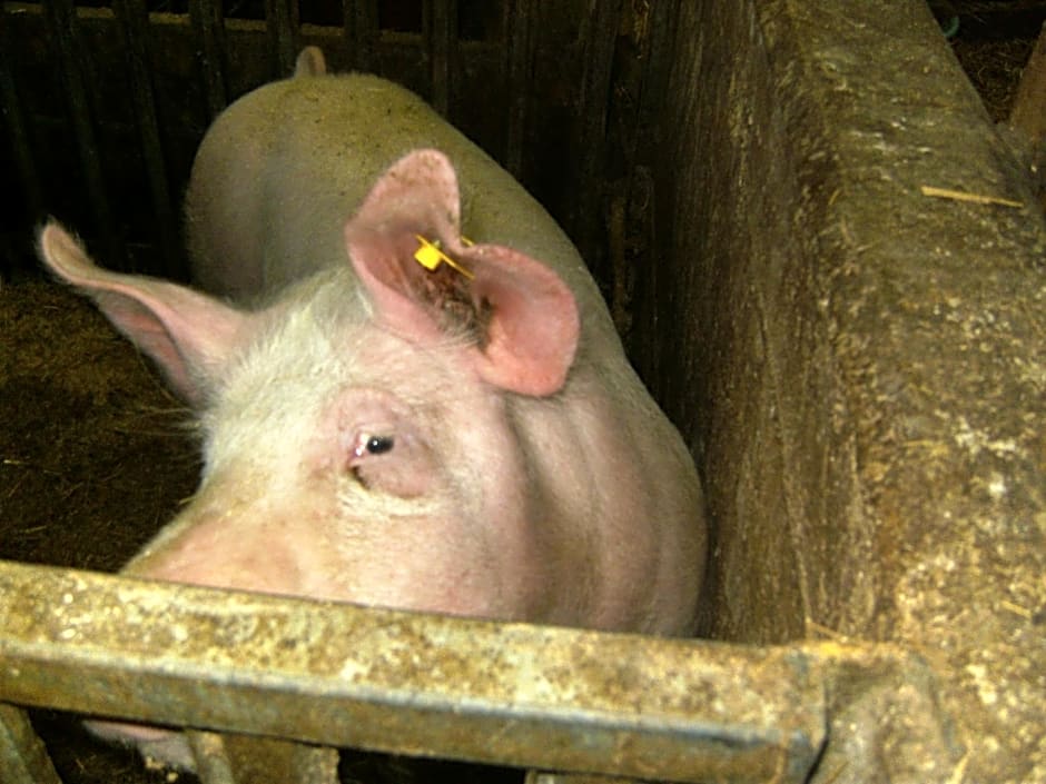 Vordersattlegghofhütte