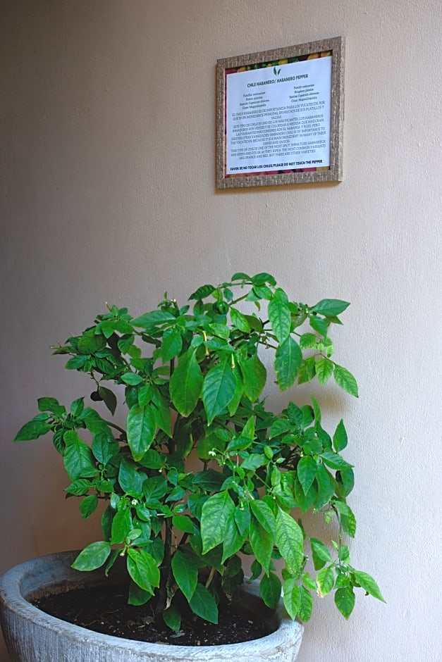 Hotel Colonial Zaci by GuruHotel