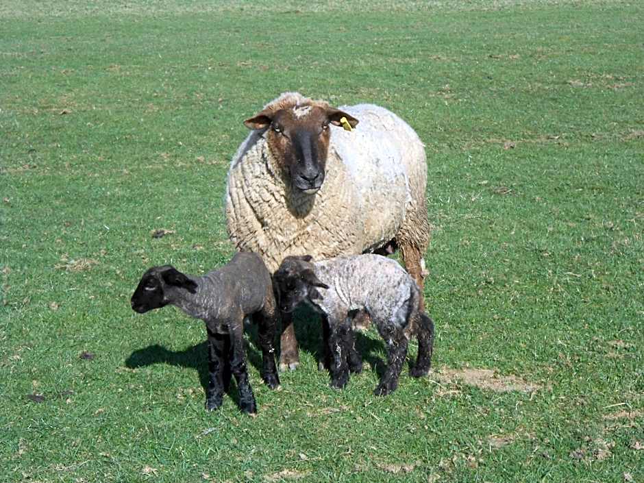 La Ferme des 3 Suissesses