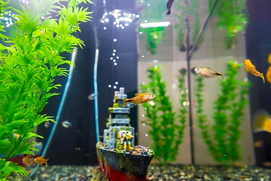 Sunny Apartment - Triovasalos