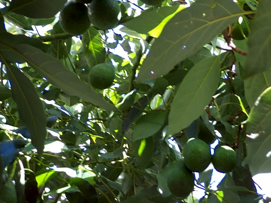 Dionysios Studios & Apartments