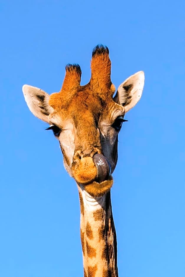 Klein Karoo Game Lodge