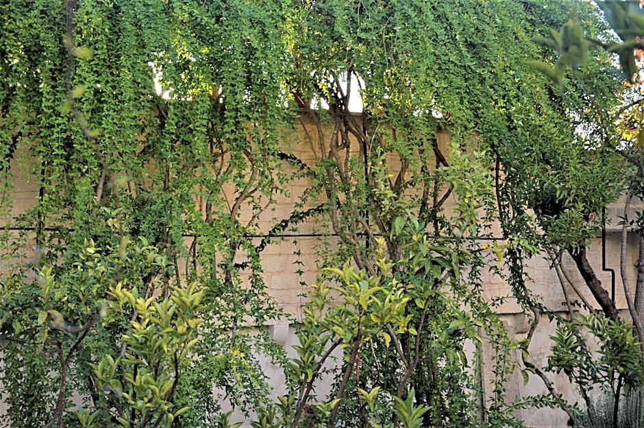 Il Sogno delle Benedettine