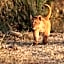 Foxy Crocodile Bush Lodge & Kruger Safaris